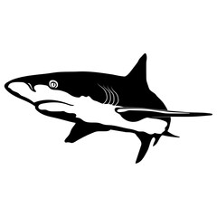 Caribbean Reef Shark