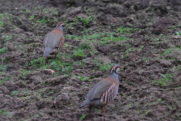 red partridge