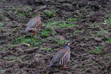 red partridge