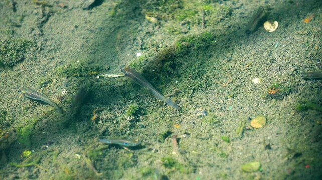 Local ornamental tiny fish of Assam India in it's natural habitat 1- Camera used SONY Alpha 6400