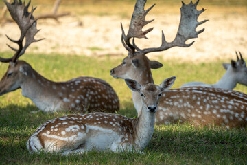 deer in the grass