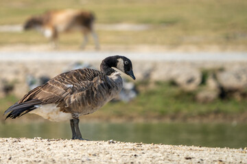 Canadian goose near a pond