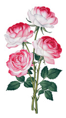 Watercolor Illustration Of A Group Of Beautiful Roses On Transparent Background