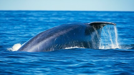 Fototapeta premium Playful dolphins leaping through the waves