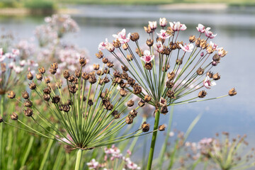 Drobne i delikatne kwiaty Łączenia baldaszkowego © qrrr