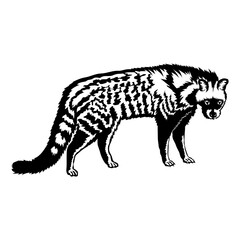 Civet Cat