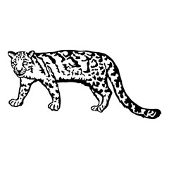 Clouded Leopard