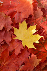 Autumn Leaf. Yellow Maple Leaf on a Red Fallen Leaves Background