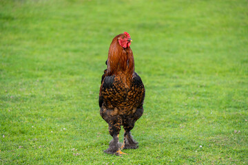 Downy chickens, Cochin, Brahma, a beautiful rooster walks in a clearing with green grass. Household...