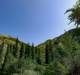 pine forest in the mountains