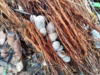 Coprinus comatus, commonly known as the shaggy ink cap, lawyer's wig, or shaggy mane, is a common fungus often seen growing on lawns, along gravel roads and waste areas. 
