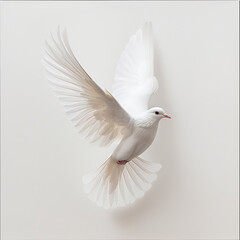 Fototapeta premium white dove flying