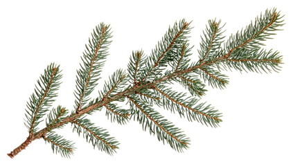 PNG Green pine branch isolated white