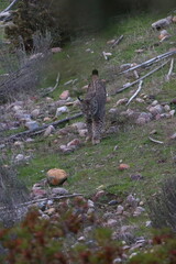 iberian lynx