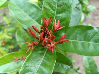 Ixora coccinea is a species of flowering plant in the family Rubiaceae. It is a common flowering shrub native to Southern India, Bangladesh, and Sri Lanka. 