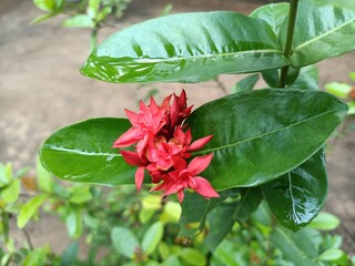 Ixora coccinea is a species of flowering plant in the family Rubiaceae. It is a common flowering shrub native to Southern India, Bangladesh, and Sri Lanka. 