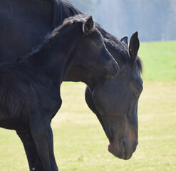 black foal and his mother in the field