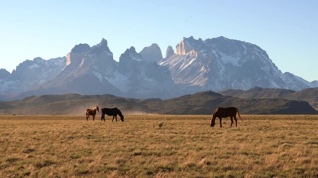 Horse grazing with mountains in the background in Torres del Paine National Park, Patagonia, Chile