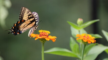 Butterfly flying near flower