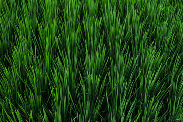 green grass texture backgrounds, Agriculture concept