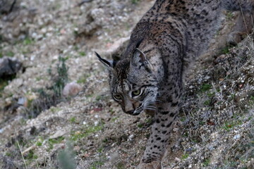 iberian lynx