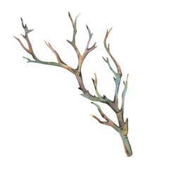 Brown dry tree branch without leaves. Watercolor illustration hand drawn in botanical style. Separate object element isolated from background.