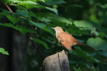 Brown bird thrasher perched