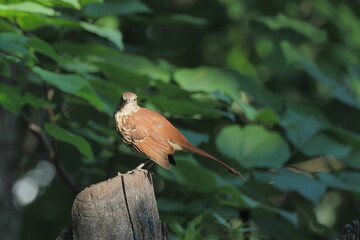 Brown bird thrasher perched