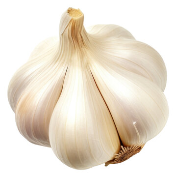 PNG Fresh garlic bulb on white