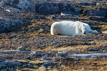 Polar bear on Kvitoya Island, Svalbard Archipelago