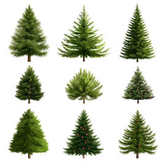 A set of Christmas trees isolated on a transparent background, featuring different sizes and decorations..