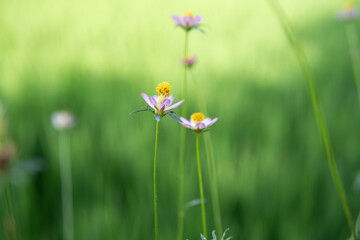 close up of flowers in garden backgrounds.
