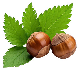 PNG Fresh hazelnuts with green leaves