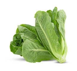 Fresh green cos lettuce isolated on transparent png