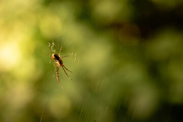 Araña en el bosque sobre fondo verde 