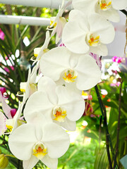 White orchid. Phalaenopsis in grden
