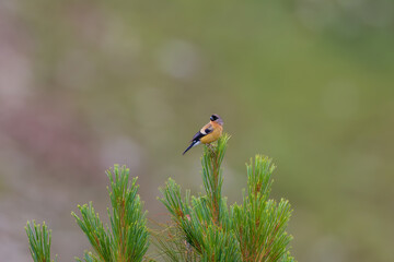 Orange bullfinch (Pyrrhula aurantiaca) at Sinthan Top, Jammu  Kashmir UT