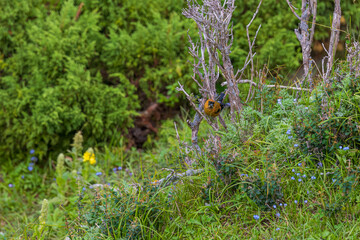 Orange bullfinch (Pyrrhula aurantiaca) at Sinthan Top, Jammu  Kashmir UT
