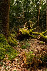 tree in the forest