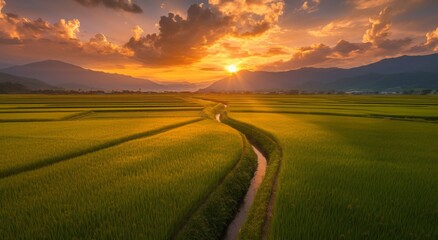 Stunning Aerial View of a Rice Field at Sunset with Flowing Stream and Distant Mountains, Highlighting the Lush Green Paddy Plants and Natural Harmony 