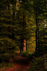 Forrest Parc Naturel r&eacute;gional du Perche