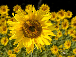 Fototapeta premium field of yellow sunflowers in the summertime