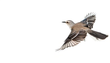 northern mockingbird - Mimus polyglottos - is a bird commonly found in North America, of the family Mimidae. isolated on white background with copy space