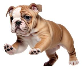 Obraz premium PNG Playful bulldog puppy in motion