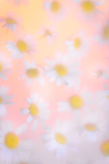 Abstract Floral Natural Background With White Daisies Through Matte Surface, glass, Soft Focus, Delicate Colors