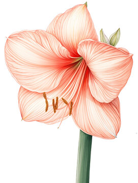 Amaryllis rosa freigestellt ausgeschnitten transparent
