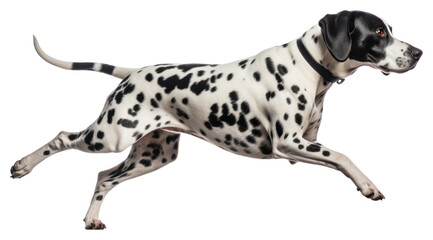 PNG Spotted Dalmatian running swiftly
