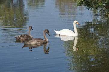 Teenage chicks of a white swan on the lake. (Cygnus olor)