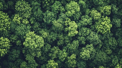Aerial View of Lush Green Forest Canopy Texture