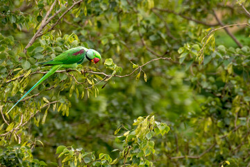 Alexandrine Parakeet perching on tree